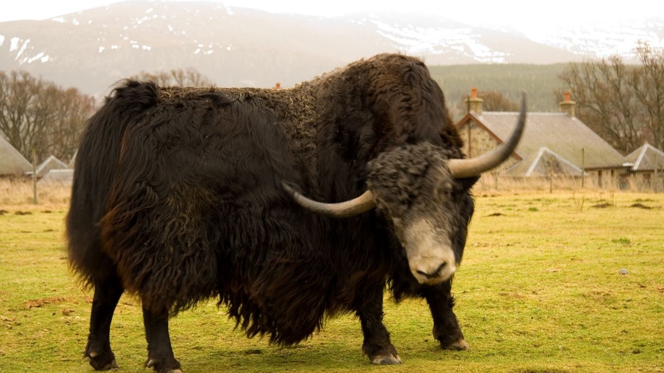 Drinking the Blood of the Yak: Nepal's Most Extraordinary Highland Festival