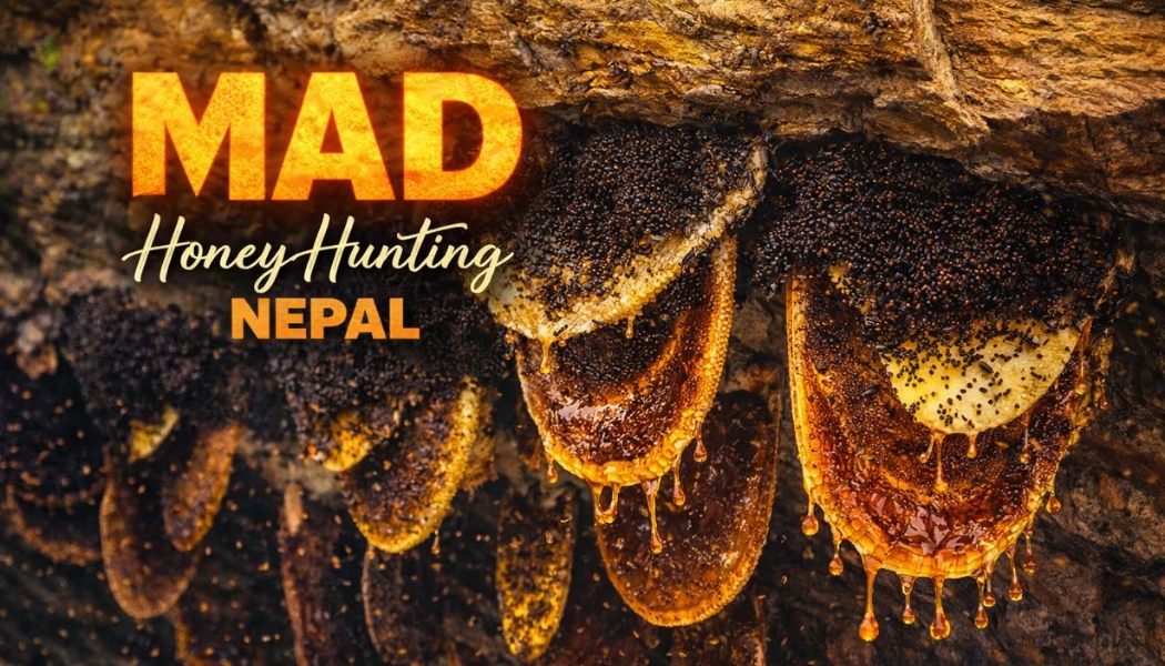 Mad Honey Hunting in Nepal: Ancient Cliffside Adventure in Lamjung & Myagdi